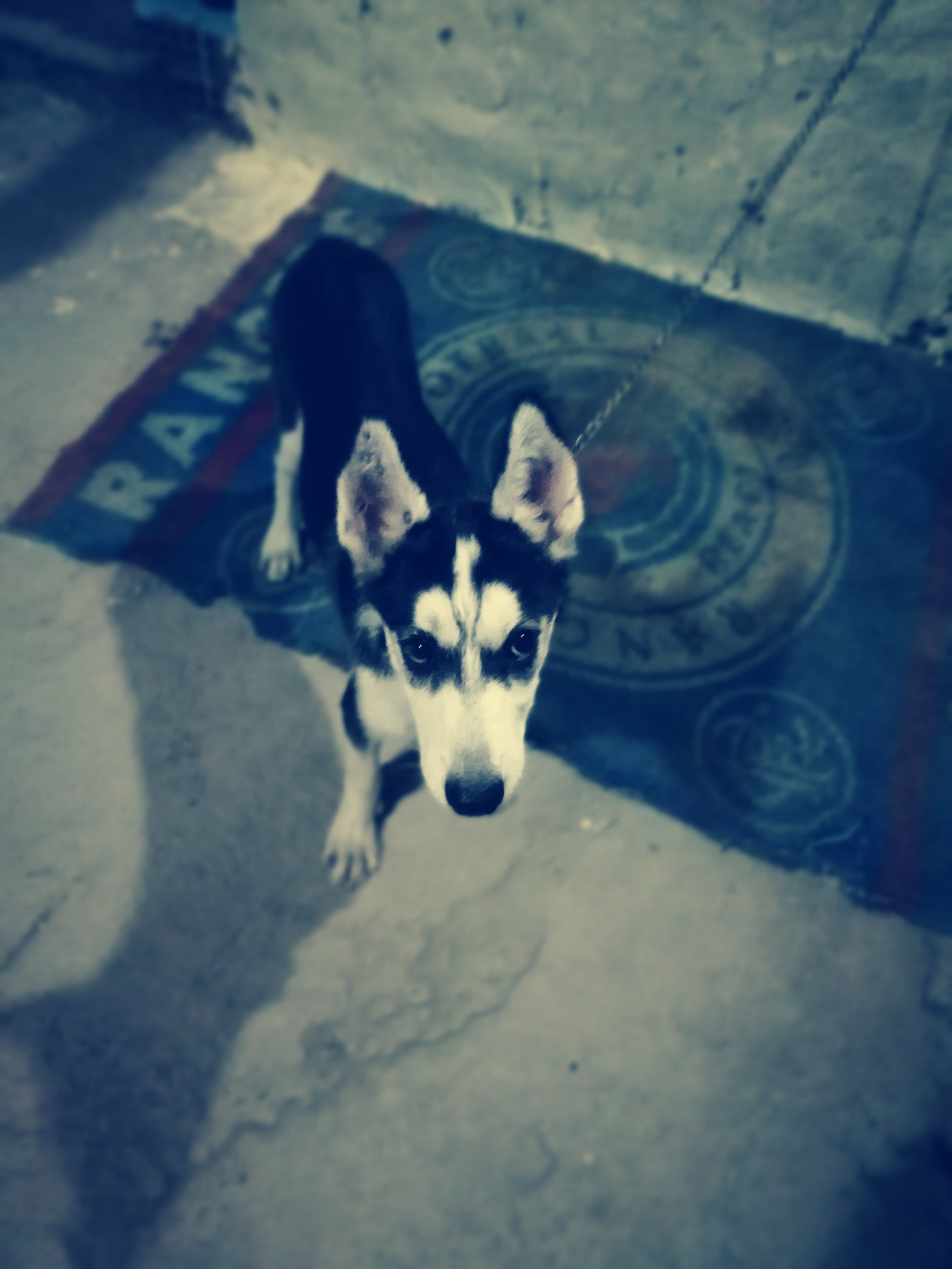 For sale Born Husky 3 months