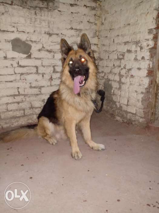 دكر جيرمن شيبرد