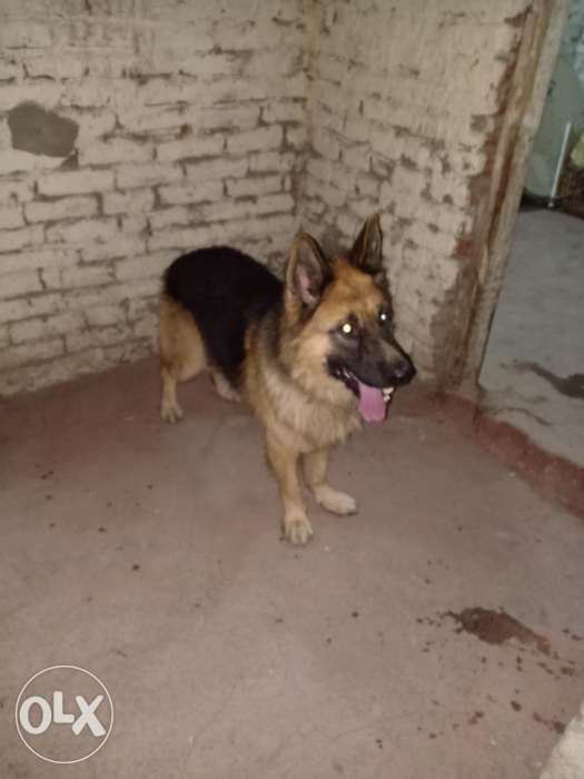 دكر جيرمن شيبرد