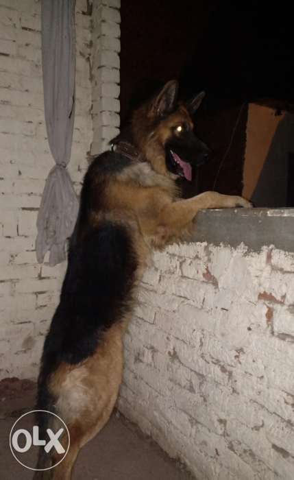 دكر جيرمن شيبرد