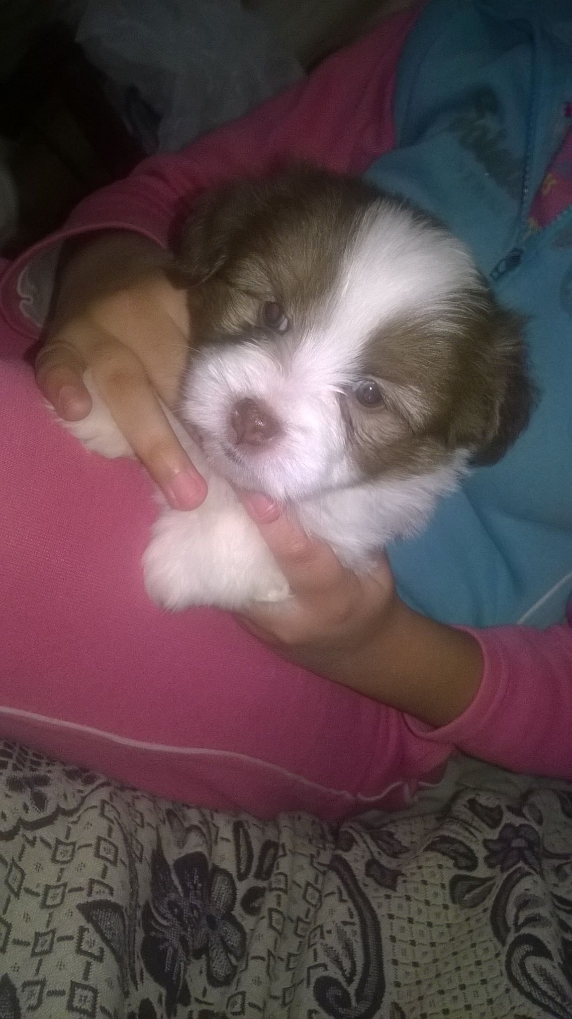 جراوى مينى جريفون ألمانى دبدوب