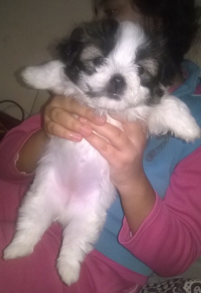 جراوى مينى جريفون ألمانى دبدوب