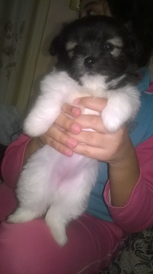 جراوى مينى جريفون ألمانى دبدوب