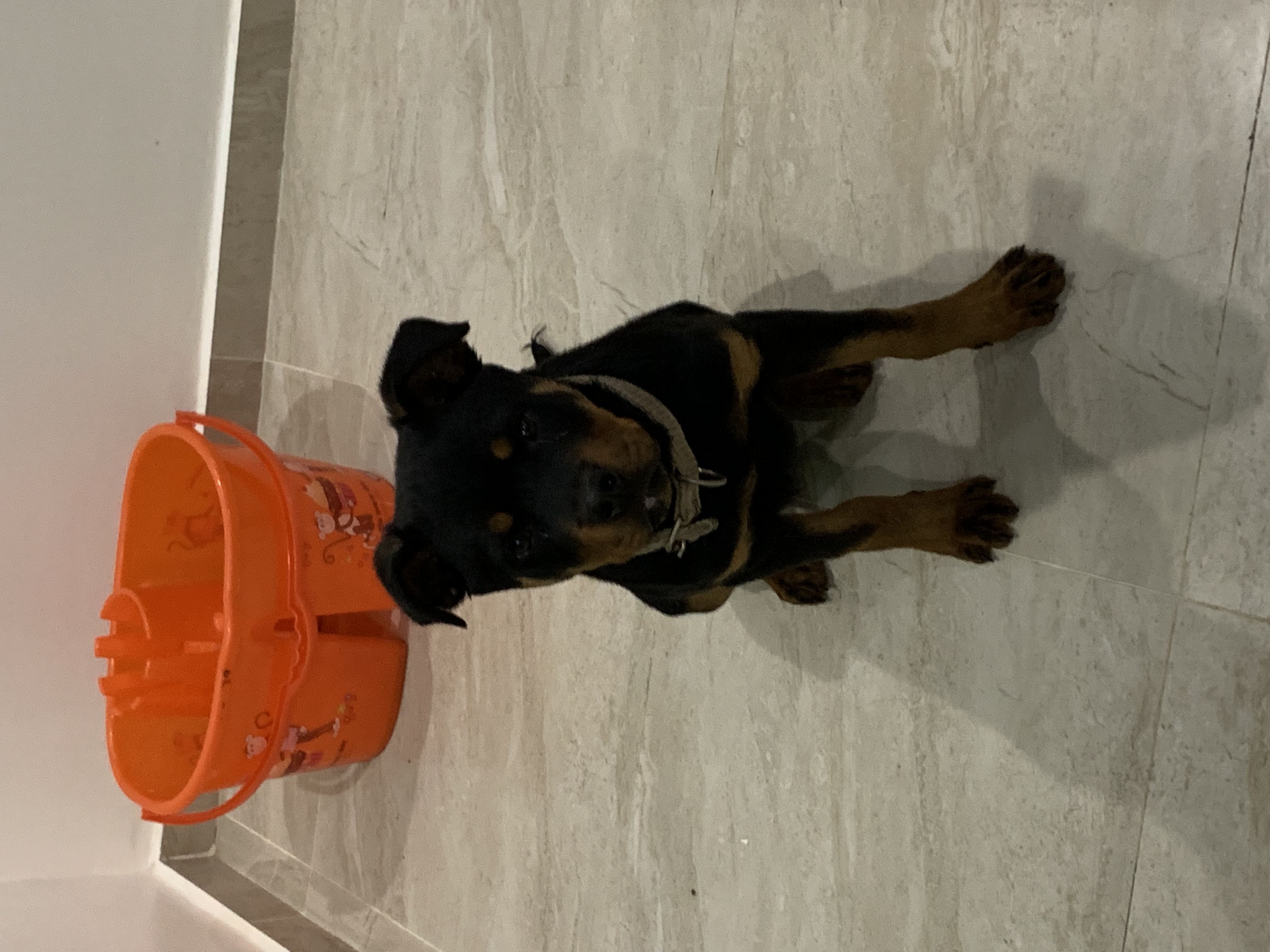 دكر روت ٤ شهور جميع التطعيمات عبقري و مطيع