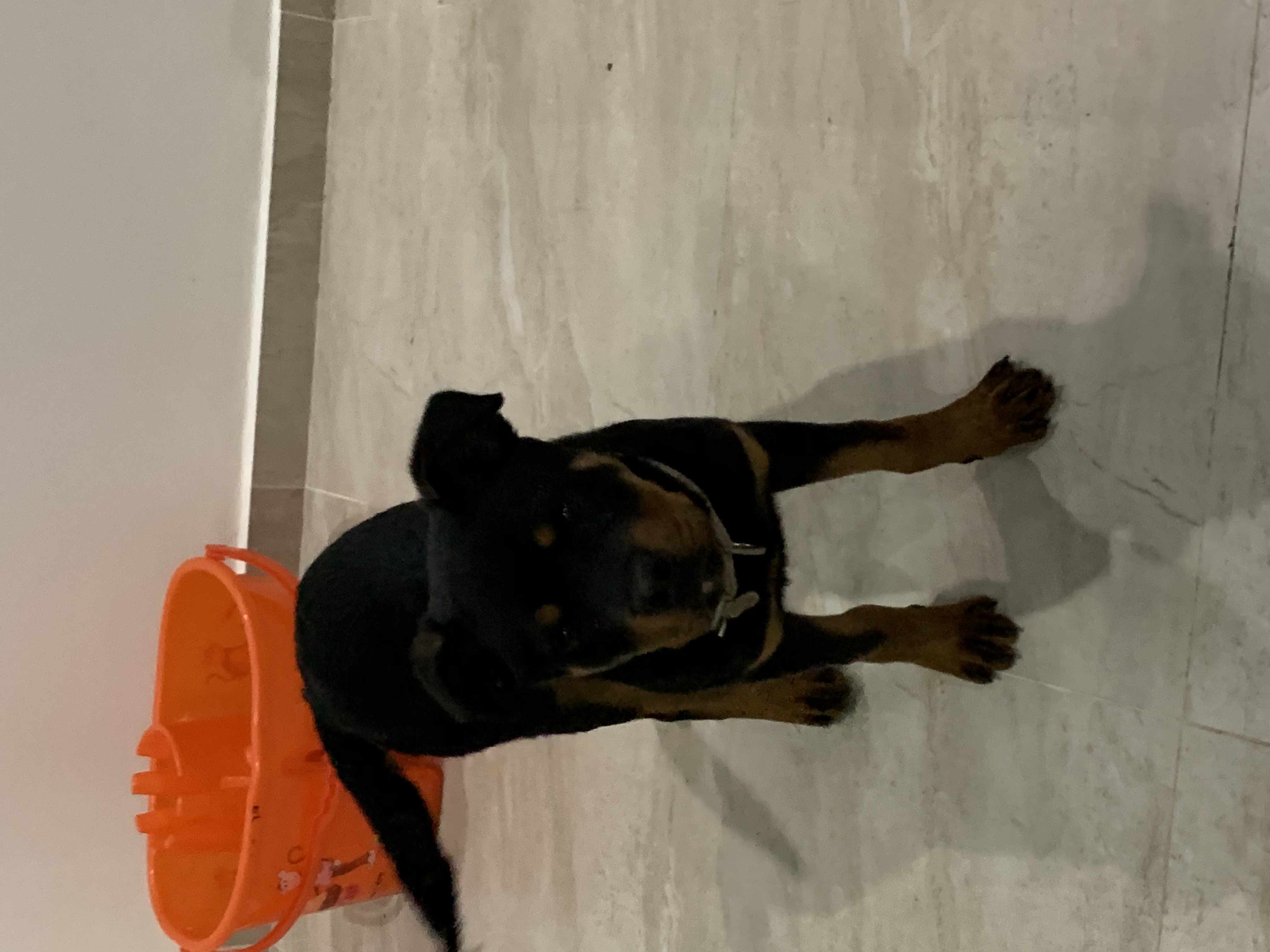 دكر روت ٤ شهور جميع التطعيمات عبقري و مطيع