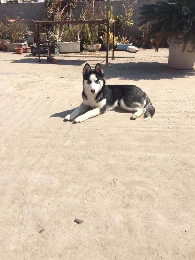 مدينة الشىوق