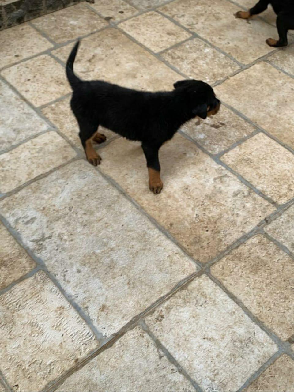 Rottweiler روت 3 شهور للبيع