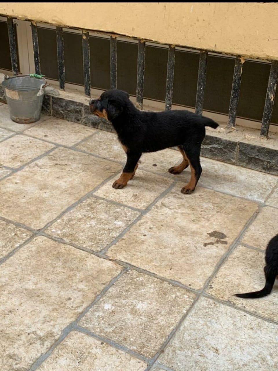 Rottweiler روت 3 شهور للبيع