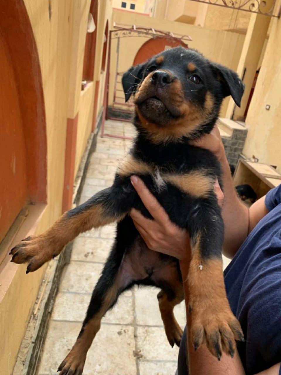 Rottweiler روت 3 شهور للبيع