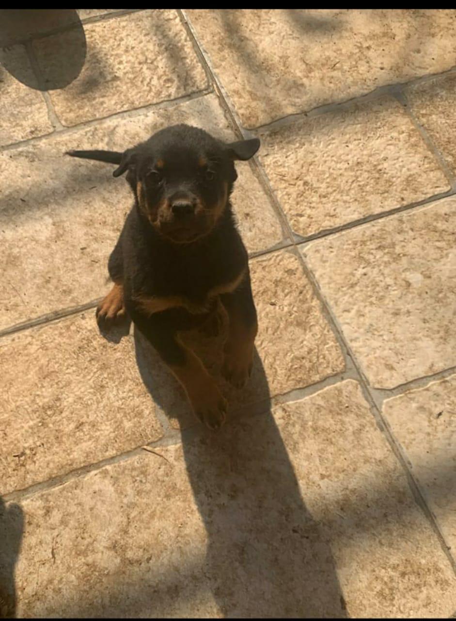 Rottweiler روت 3 شهور للبيع