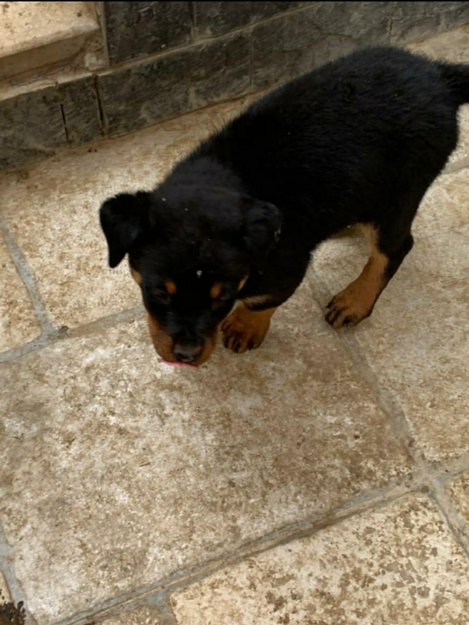 Rottweiler روت 3 شهور للبيع