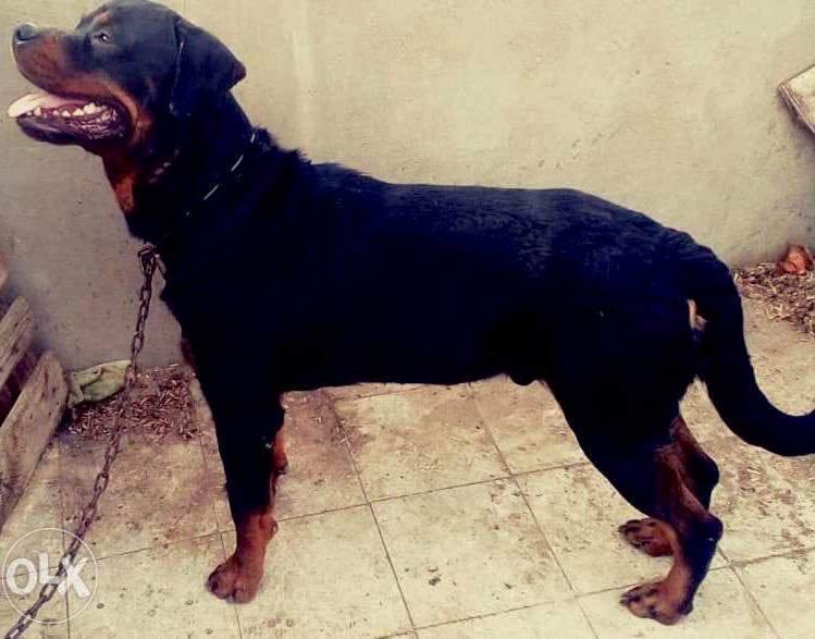 كلب روت وايلر جمجمة ضخمة شراسة بني ادميين