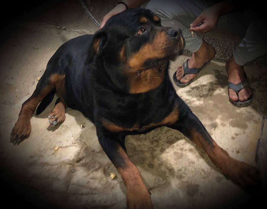 ذكر روت وايلر للتزاوج أو للبيع عمره سنتان