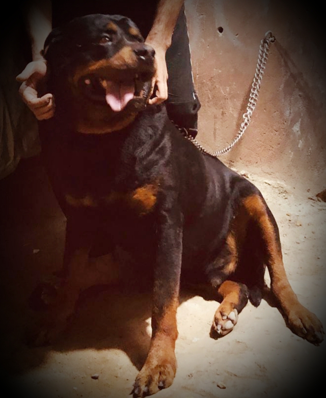 ذكر روت وايلر للتزاوج أو للبيع عمره سنتان