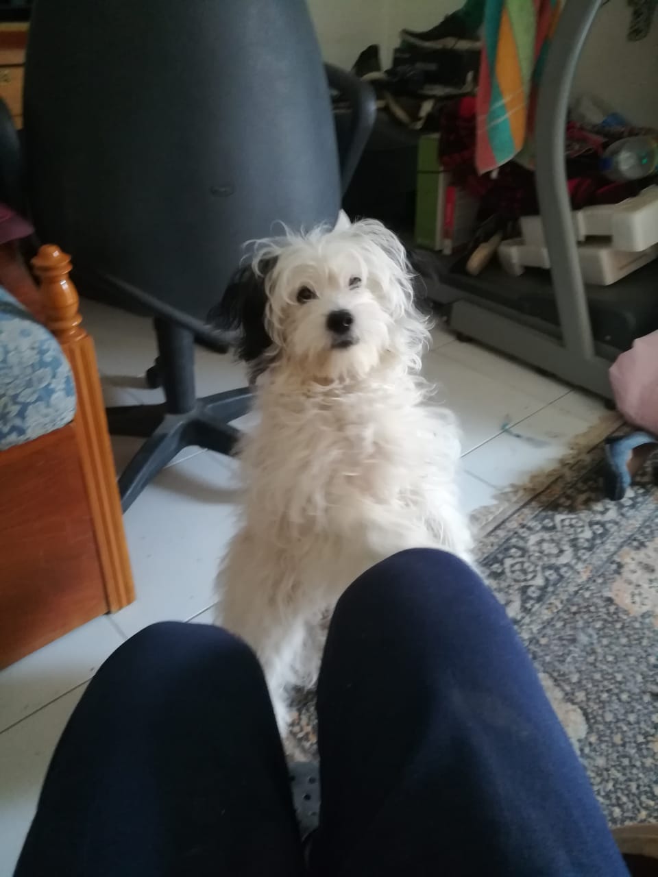 كلب جريفون للبيع