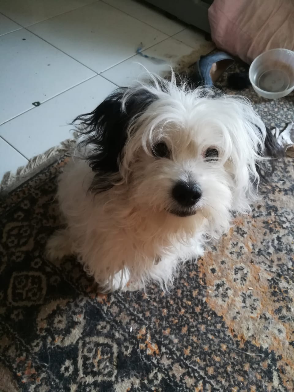 كلب جريفون للبيع