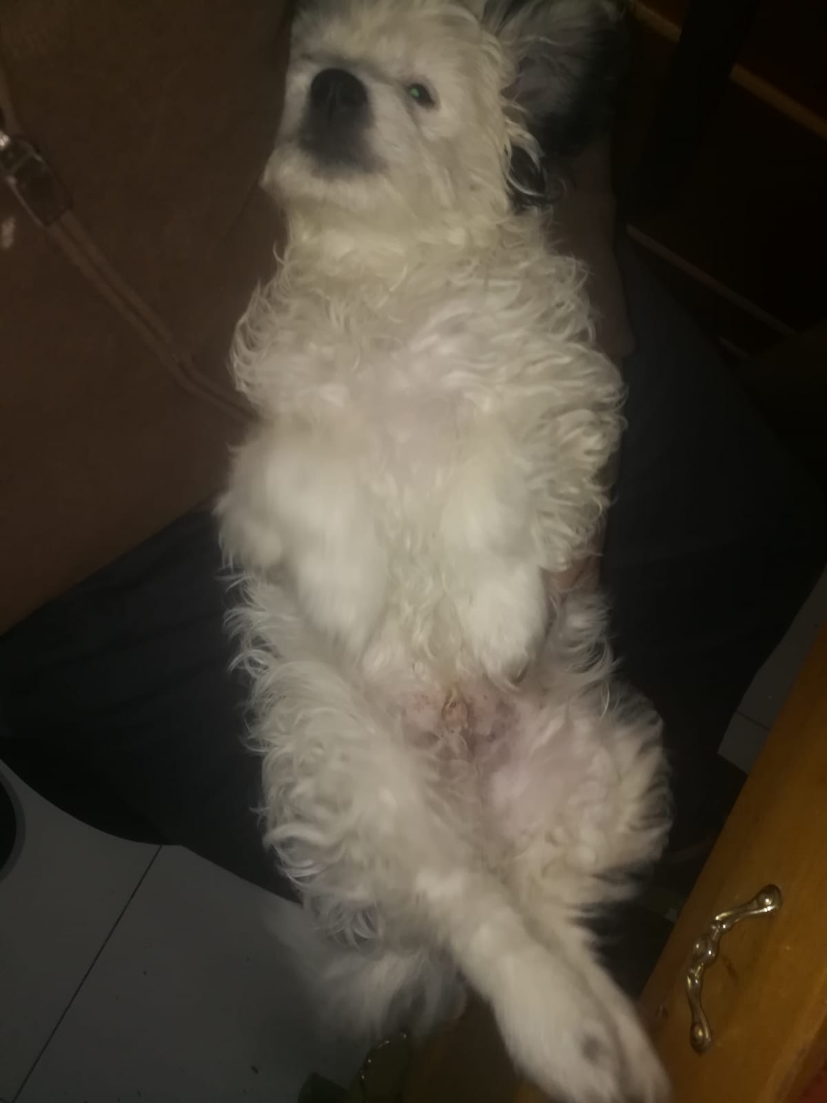 كلب جريفون للبيع