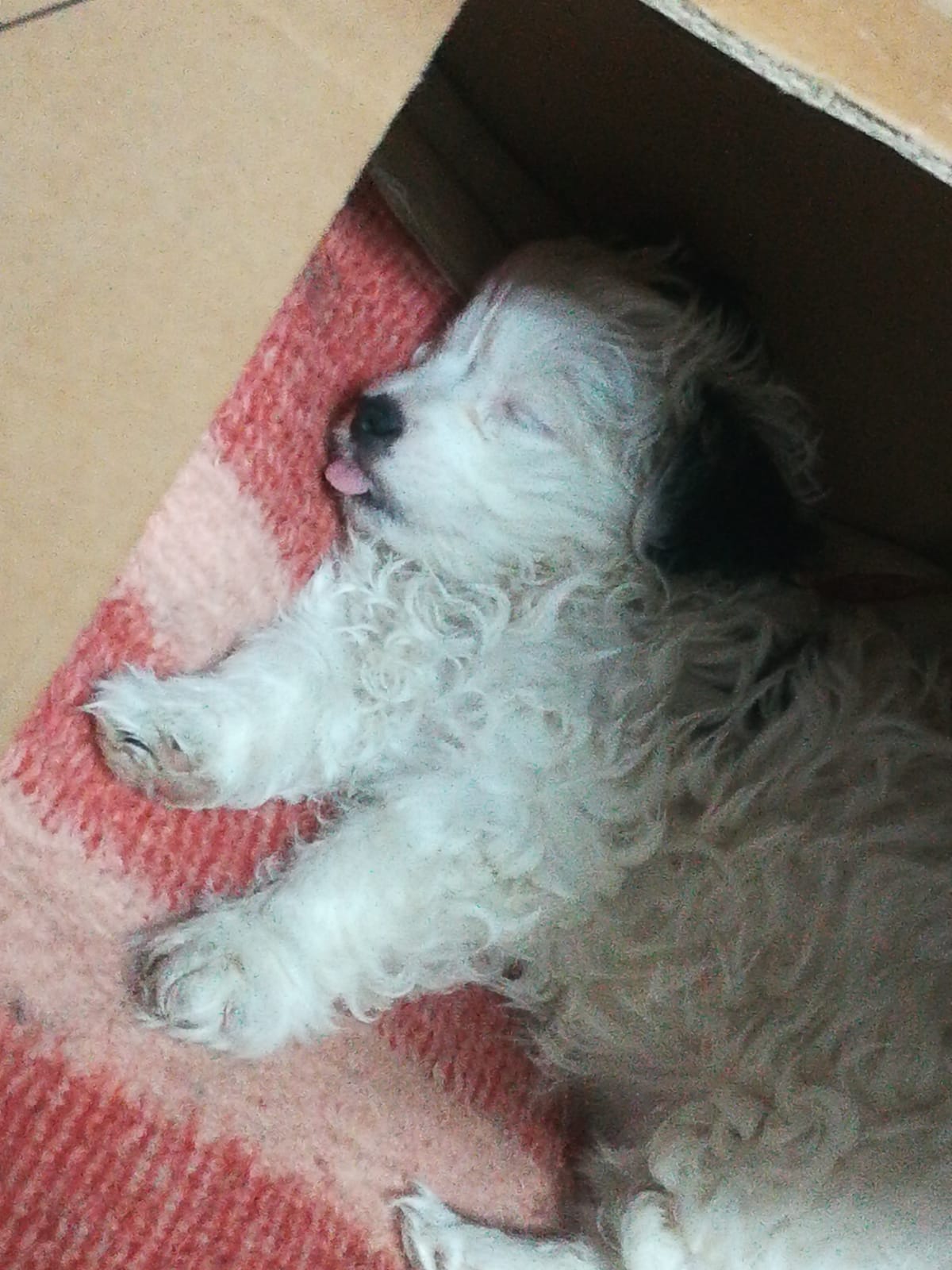 كلب جريفون للبيع