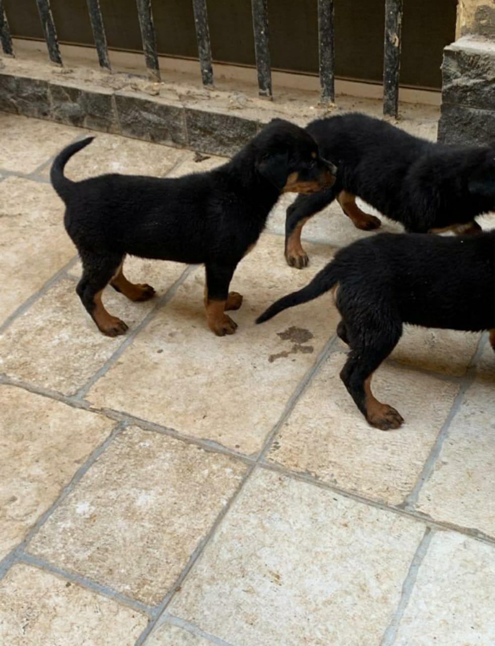Rottweiler روت 3 شهور للبيع