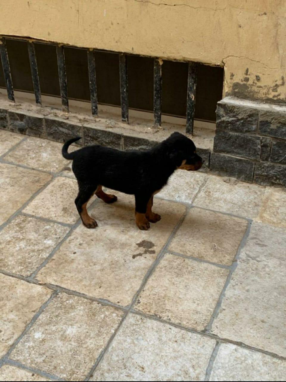 Rottweiler روت 3 شهور للبيع