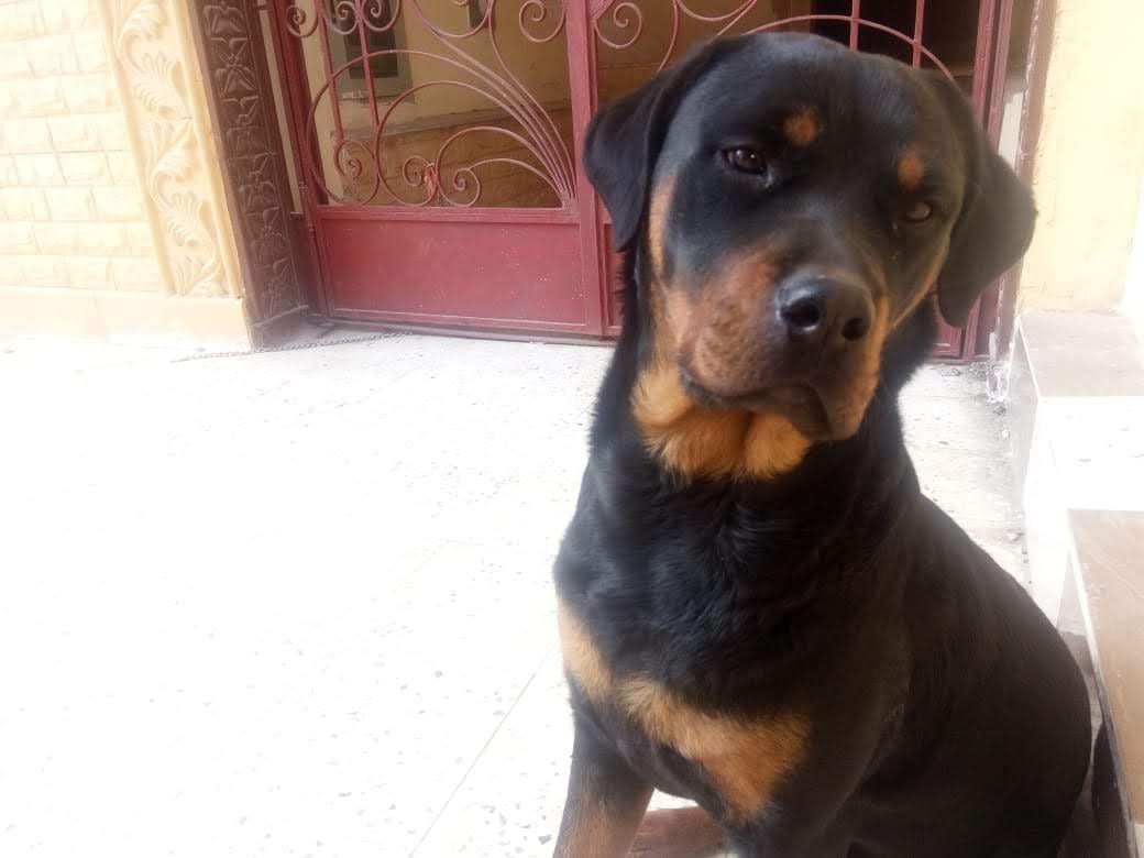 كلبة روت وايلر للبيع برج العرب الاسكندرية