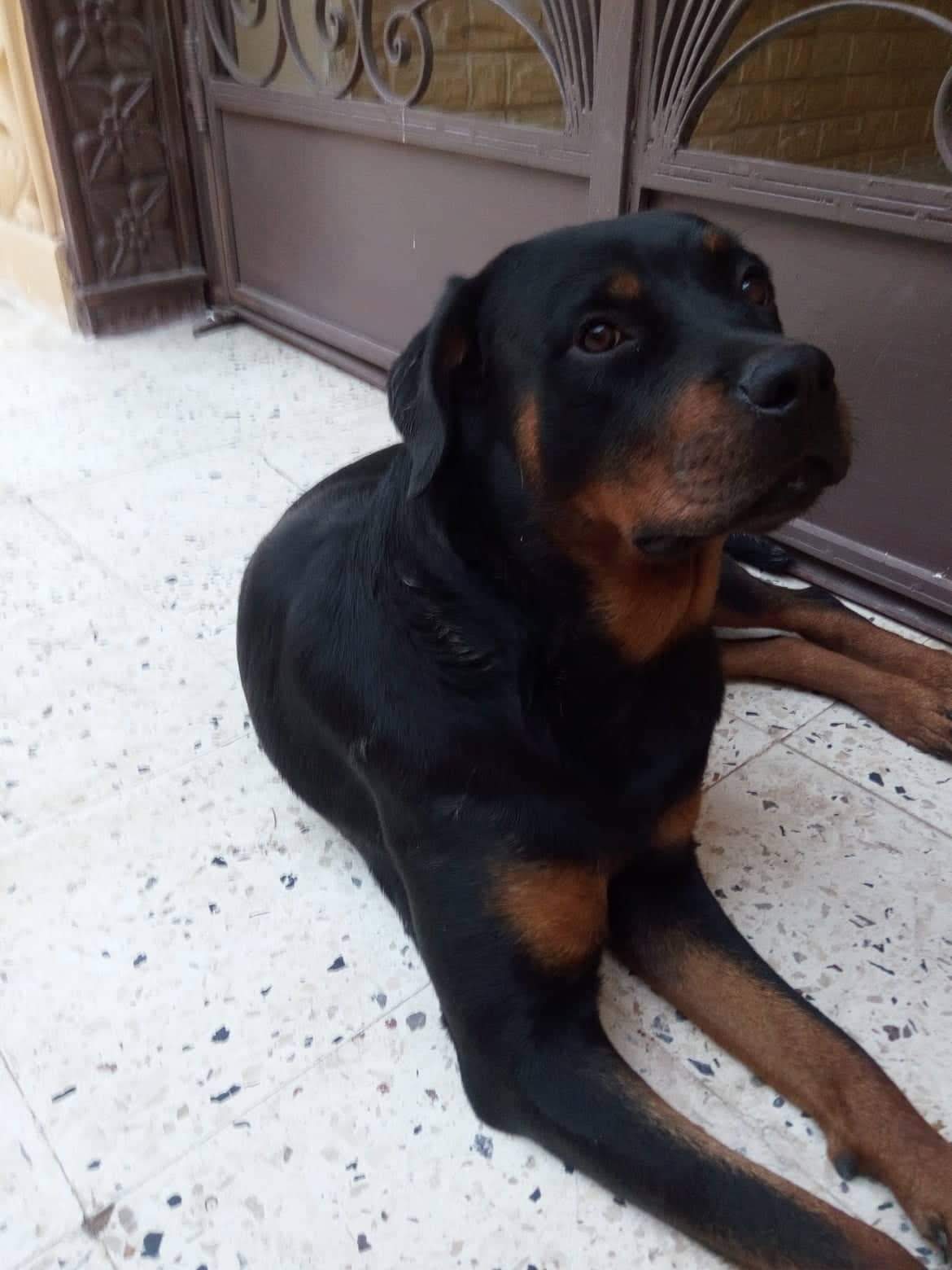 كلبة روت وايلر للبيع برج العرب الاسكندرية