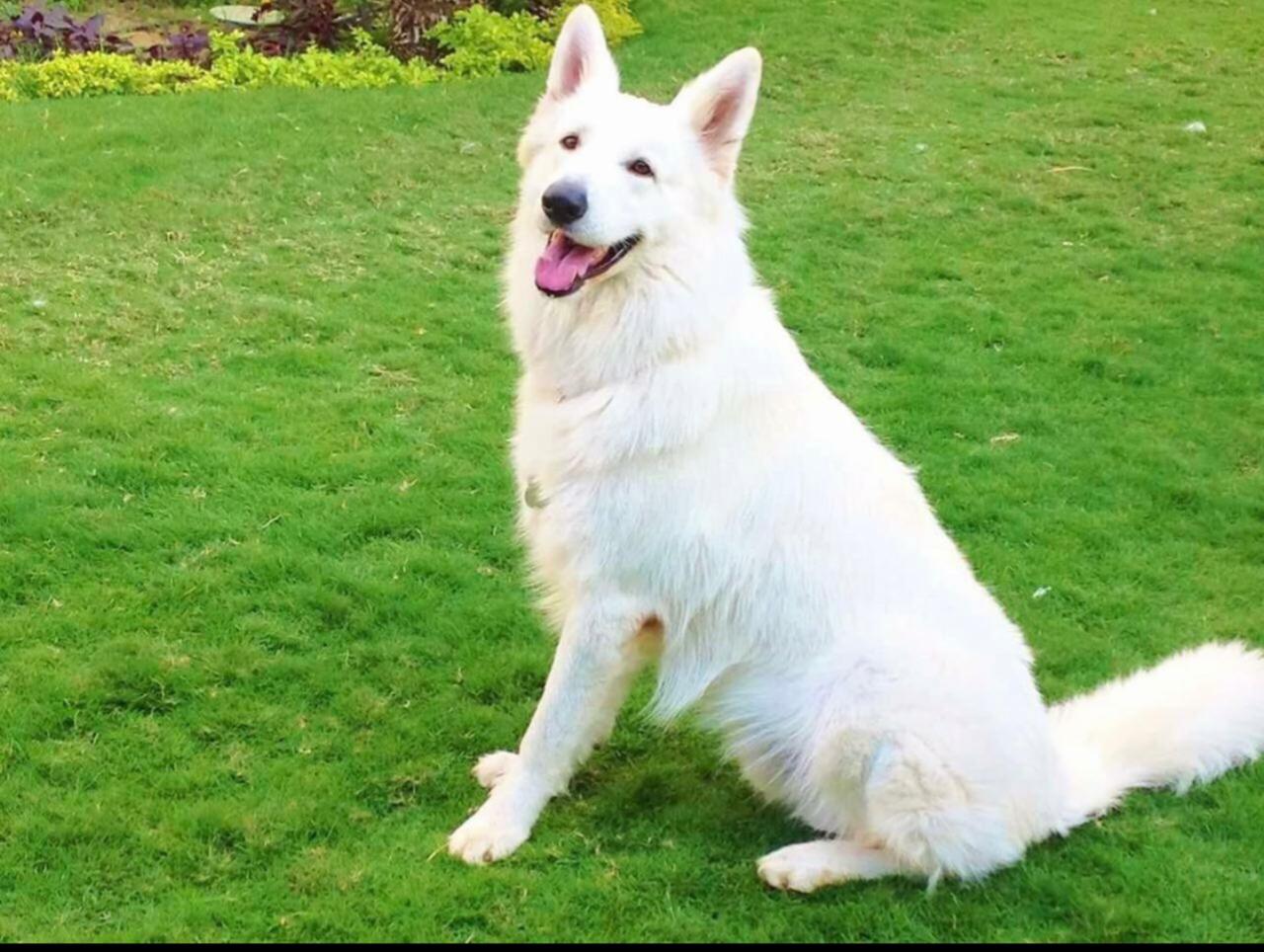 White swiss German shepard
