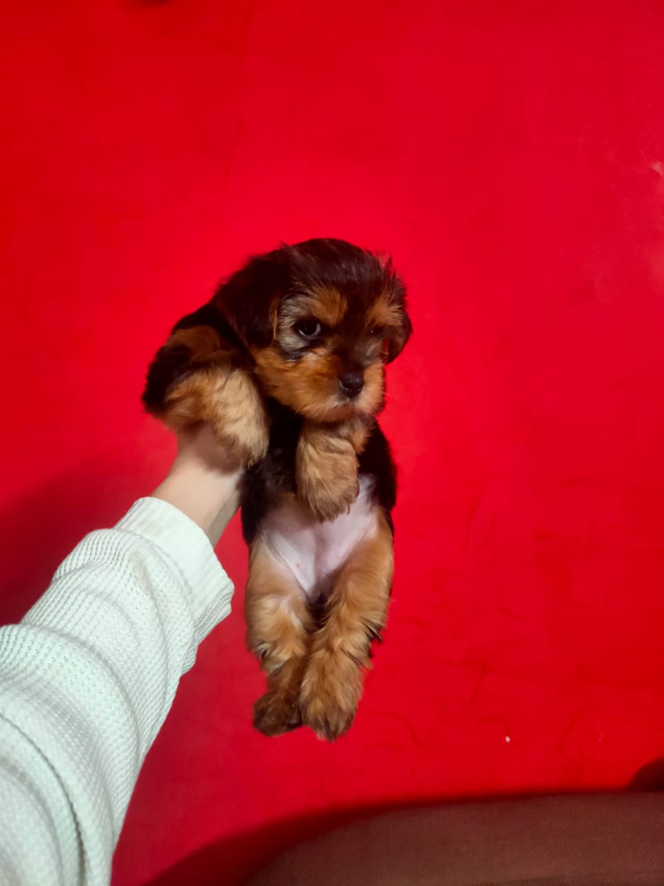 احلى واصغر و اخر جرو يورك شاير