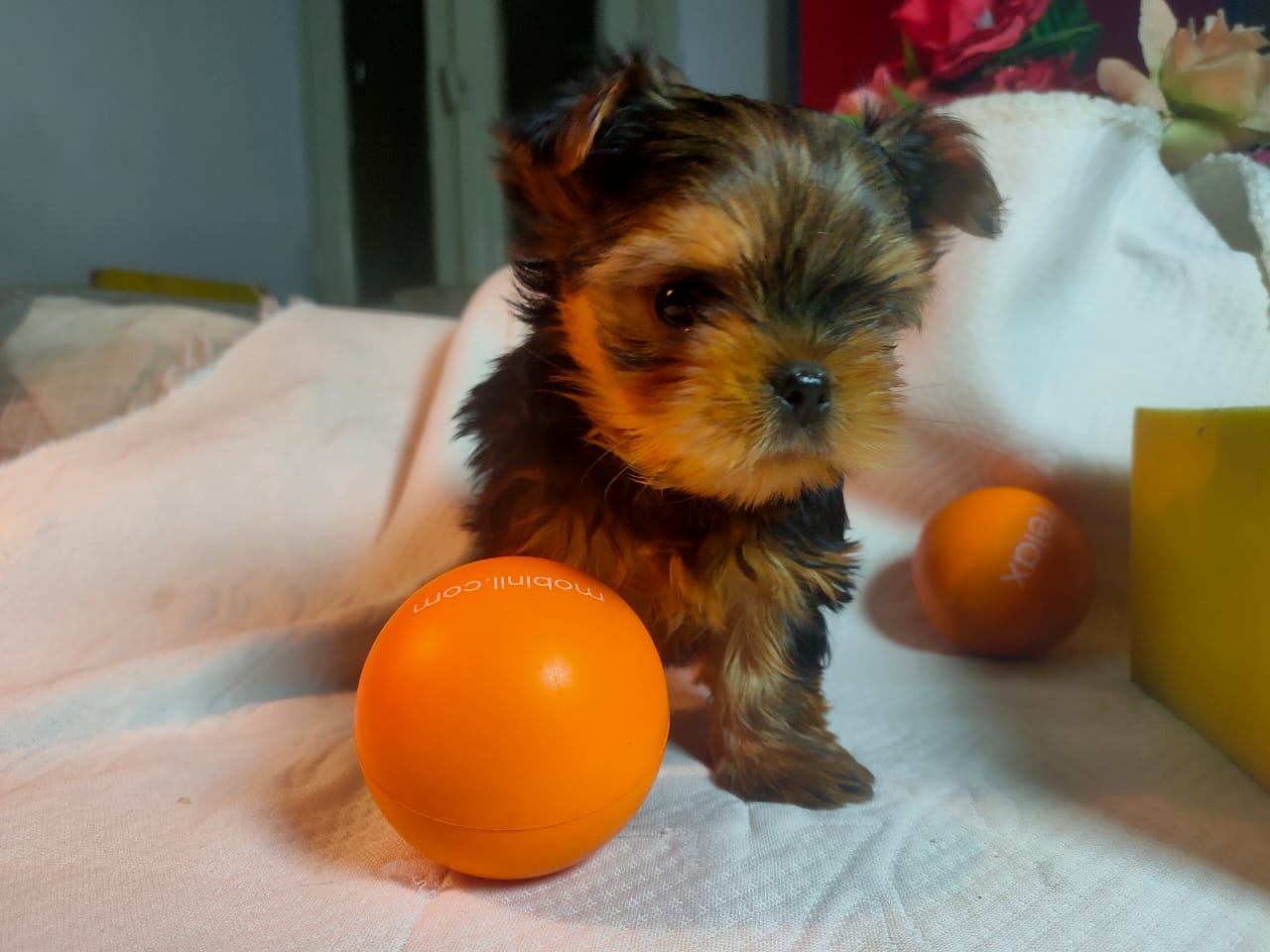 احلى واصغر و اخر جرو يورك شاير