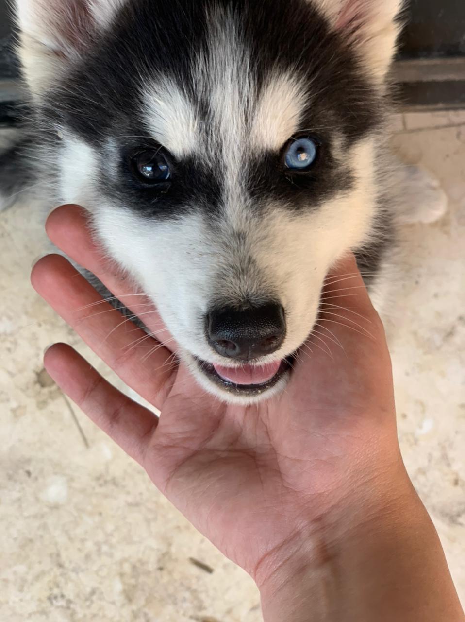 القاهرة التجمع