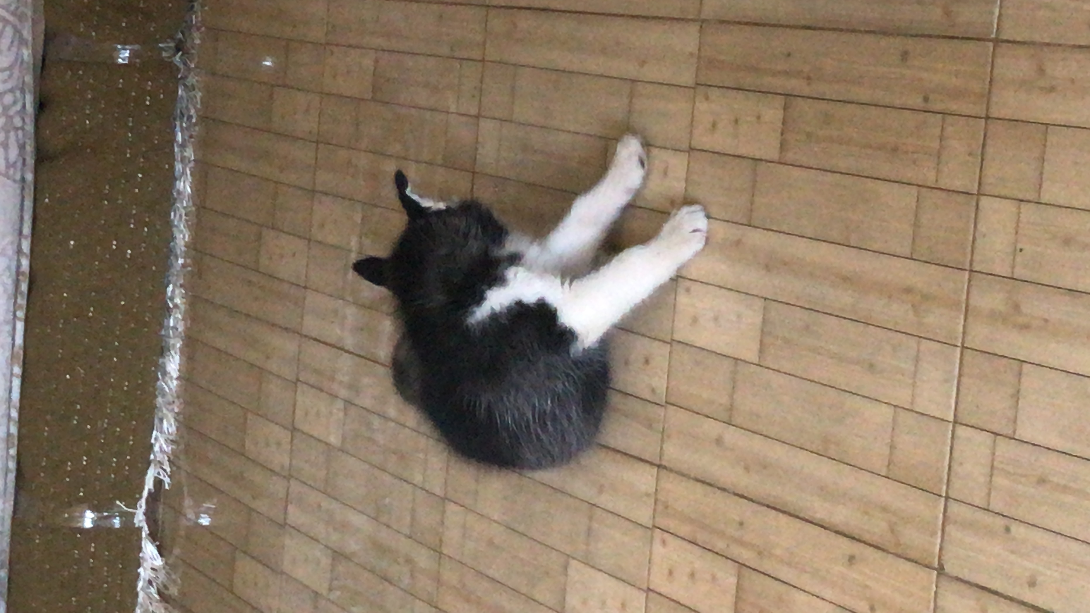 القاهرة التجمع