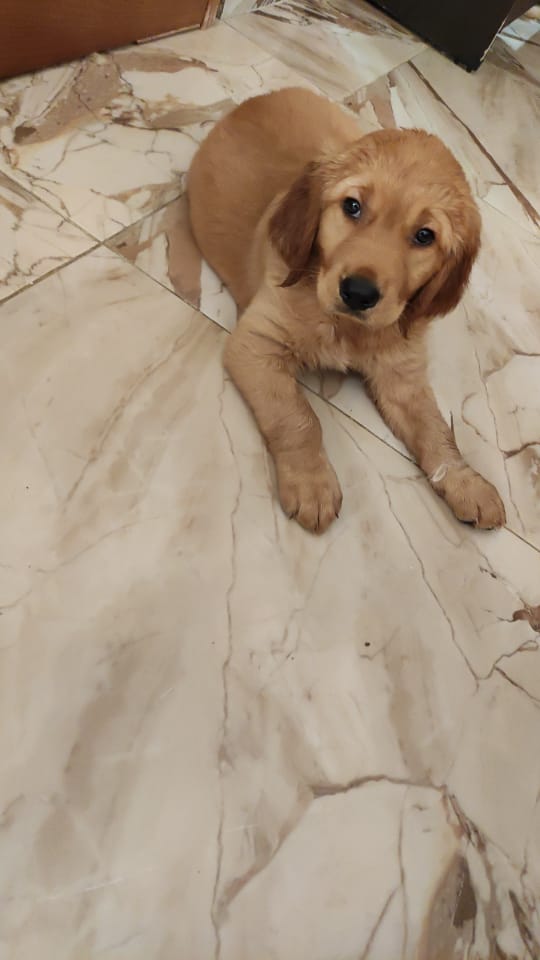 كلاب جولدن للبيع تقليب عالي تربيه منزليه