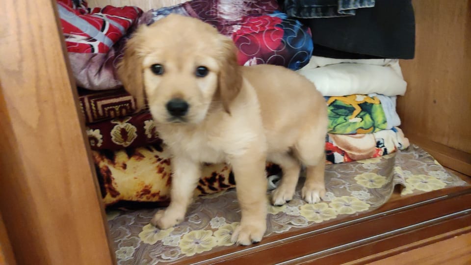 كلاب جولدن للبيع تقليب عالي تربيه منزليه