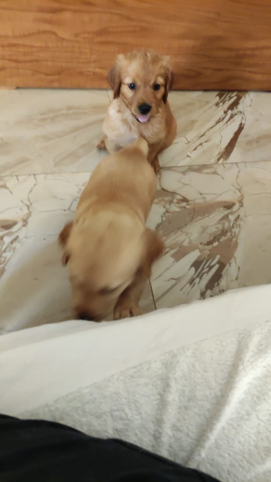 كلاب جولدن للبيع تقليب عالي تربيه منزليه