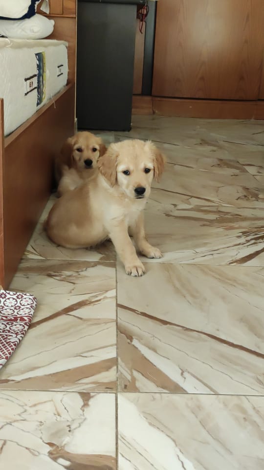 كلاب جولدن للبيع تقليب عالي تربيه منزليه