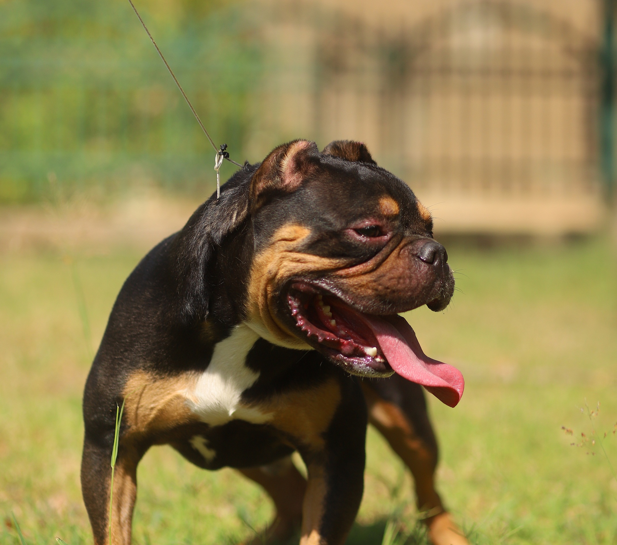 american bully