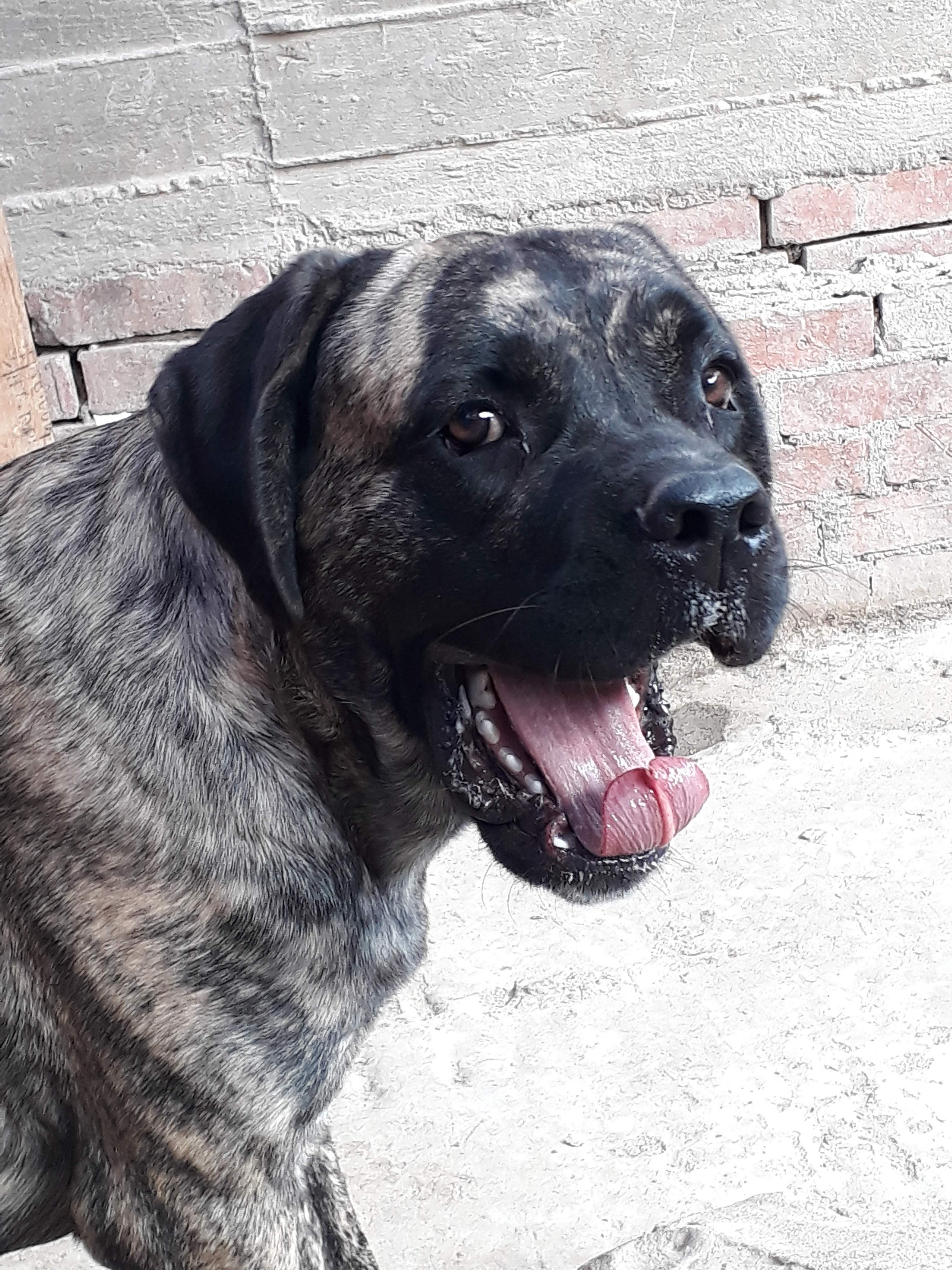 دكر كين كورس للبيع