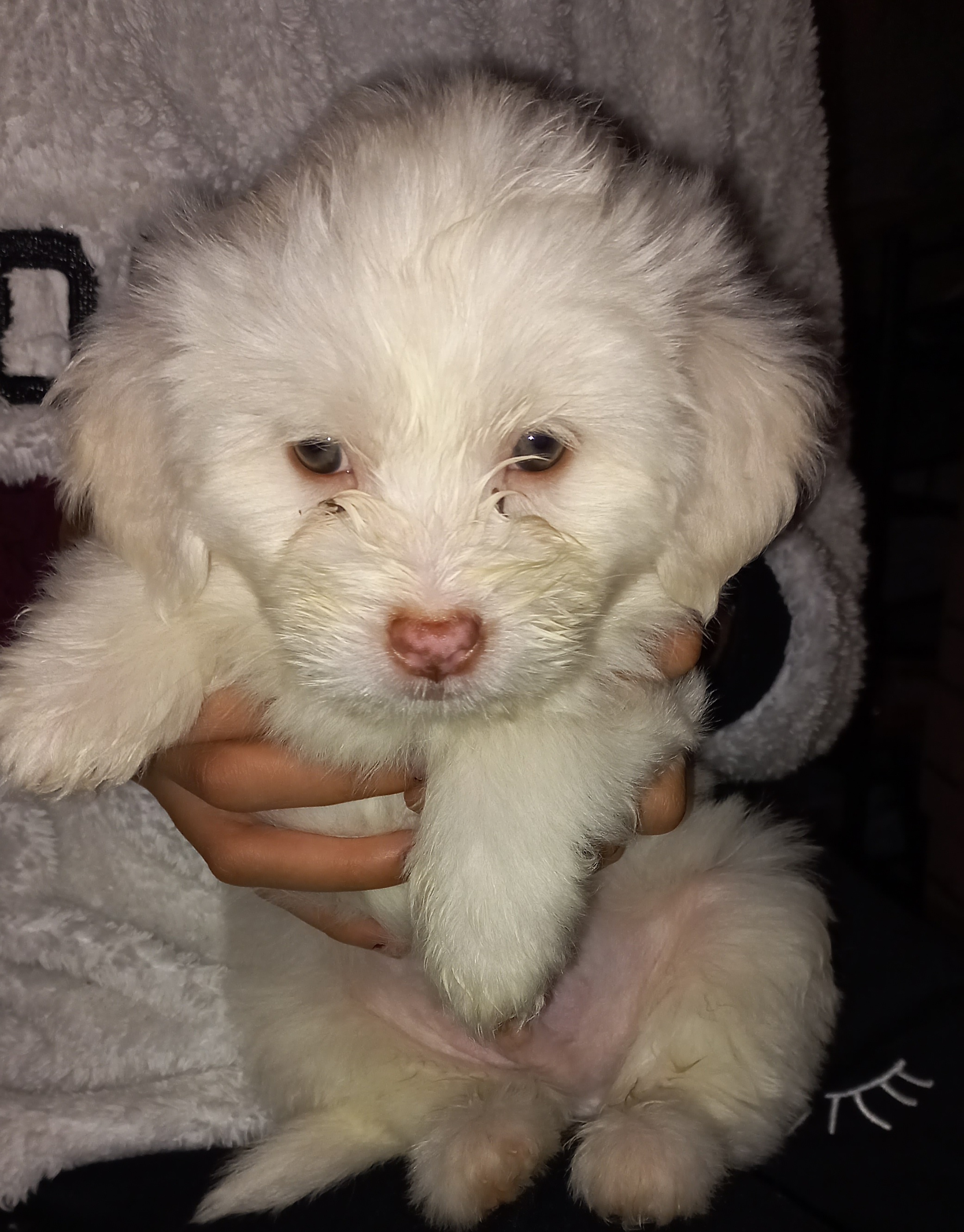 كلاب جريفون