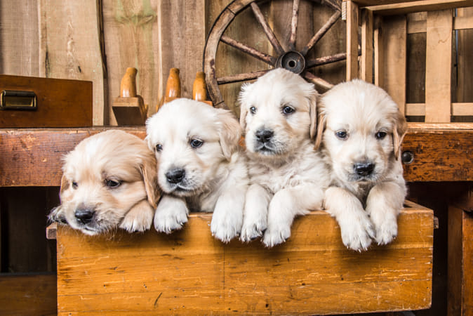 كلاب جرفون فرنساوى٣دكر٢نتايه العمر ٥٠ يوم