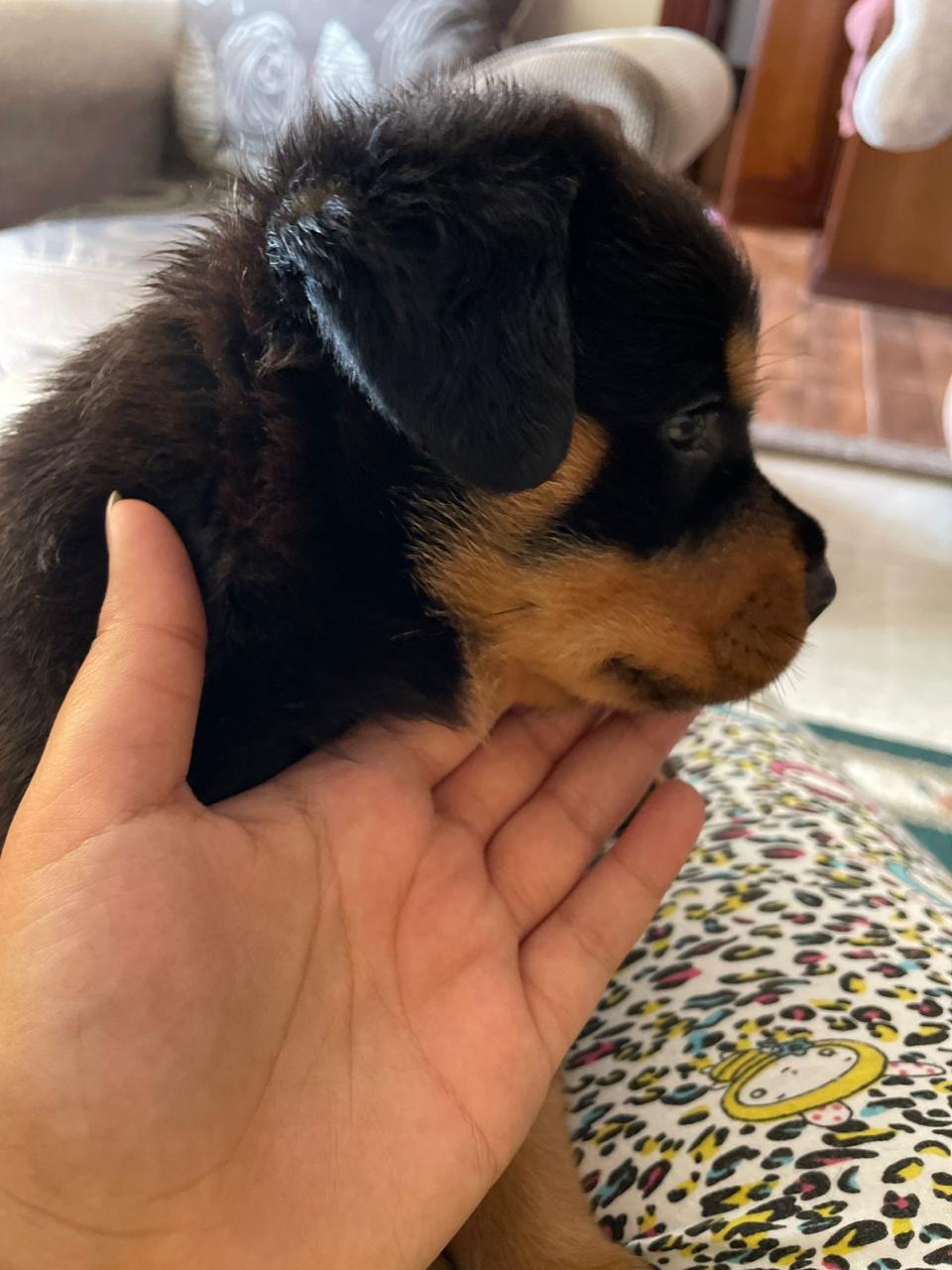 جراوي روت وايلر بيور