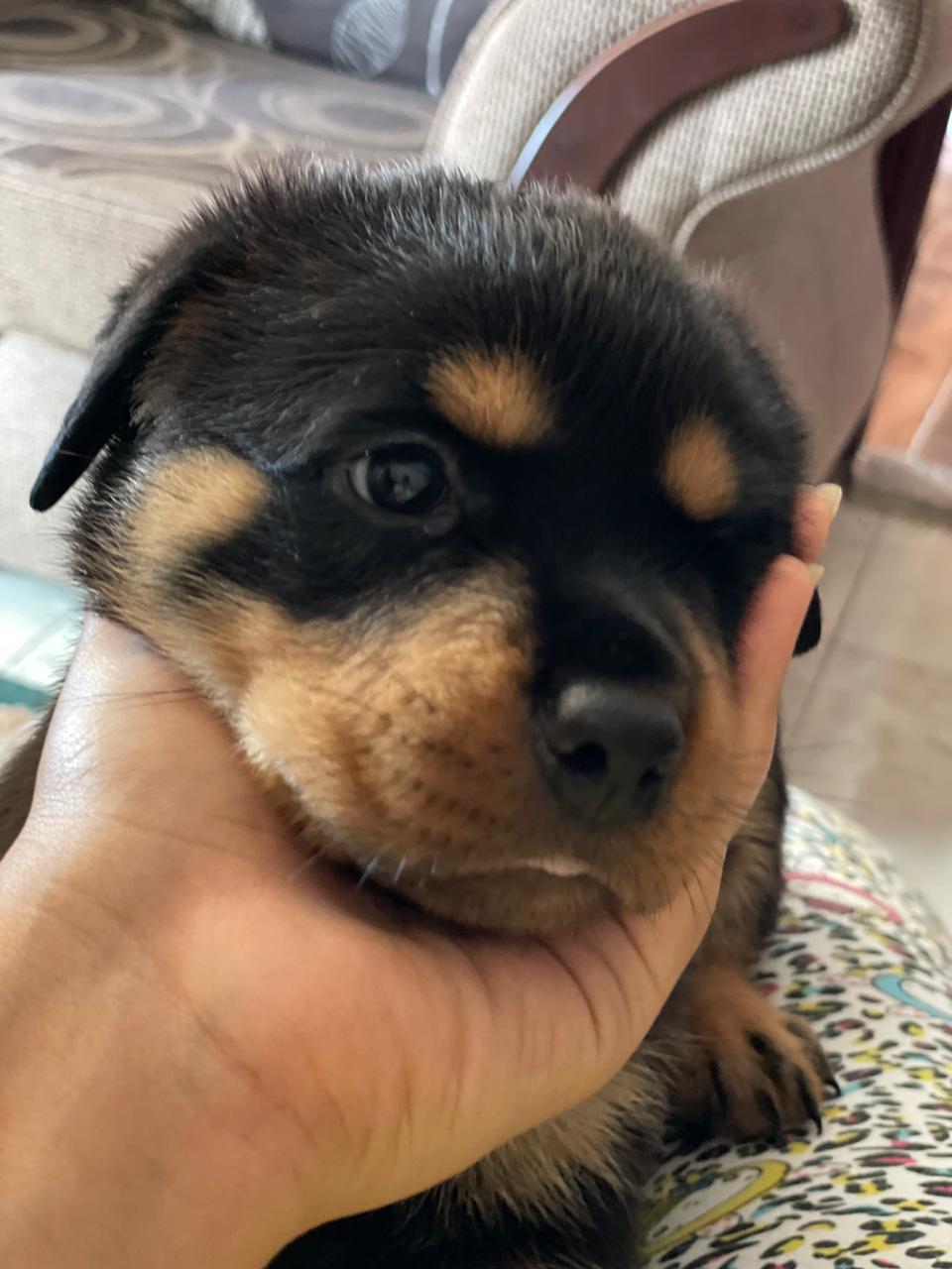 جراوي روت وايلر بيور