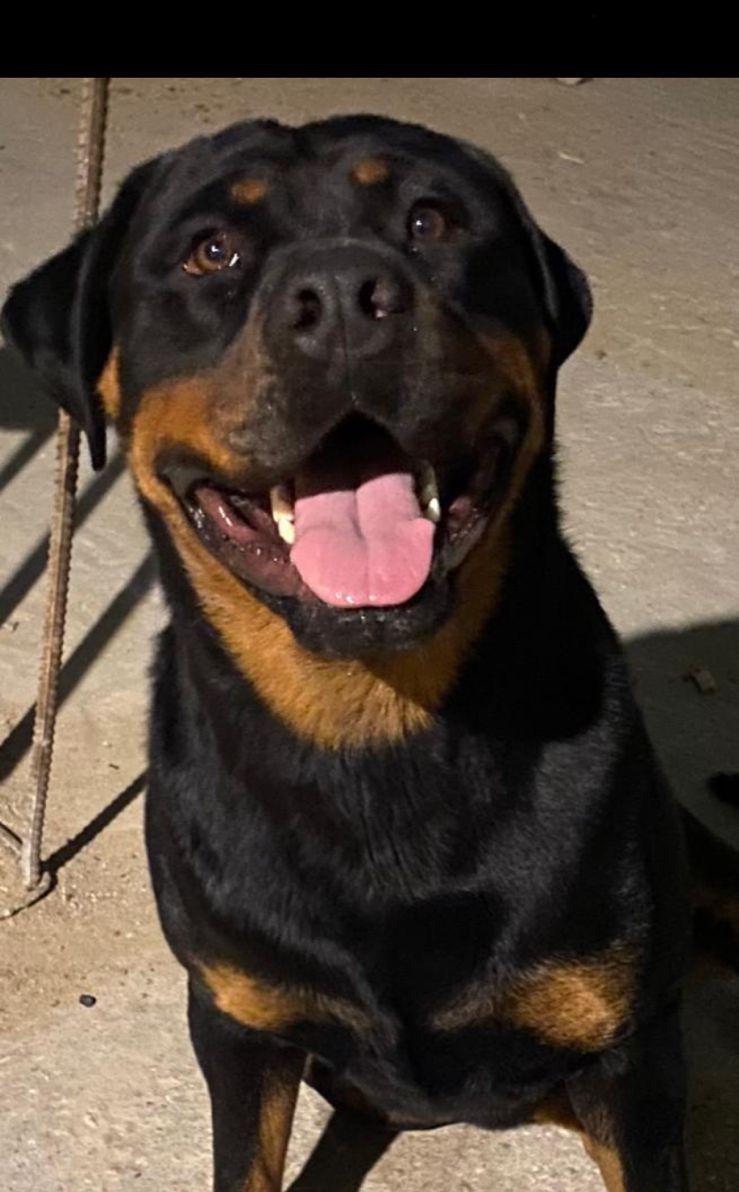 كلب جرو روت وايلر