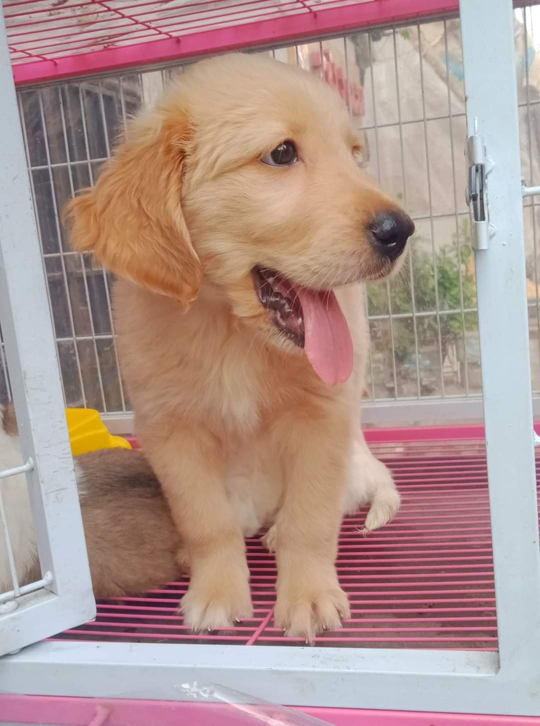 كلب جولدن 3 شهور للبيع في الشيخ زايد الحي الاول